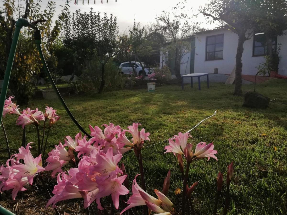Casa Rural Limon Y Sol Sauzal Exterior photo